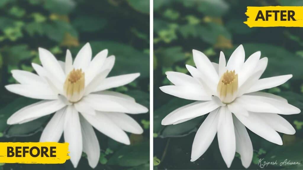 Freepik-Upscaled-Image-White-flower-1024x576-1 Freepik-Upscaled-Image-White-flower-1024x576-1